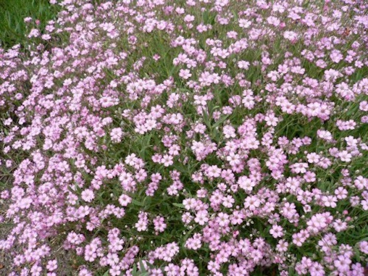 Sommarslöja Rosa