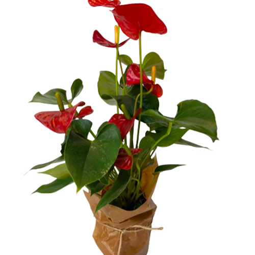 Seasonal flowering houseplant - large