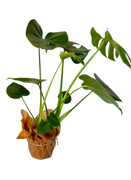 Säsongens grönväxt - stor