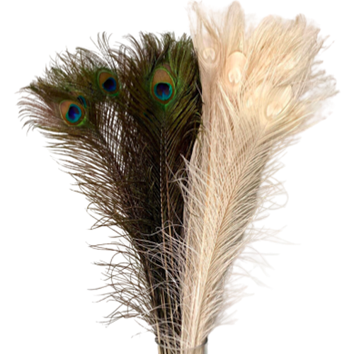 Peacock feather - white / color