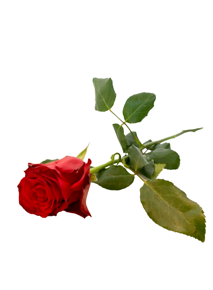 Single rose - Wilthorn blomster & blandat