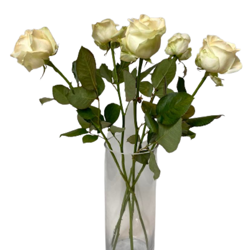 White roses