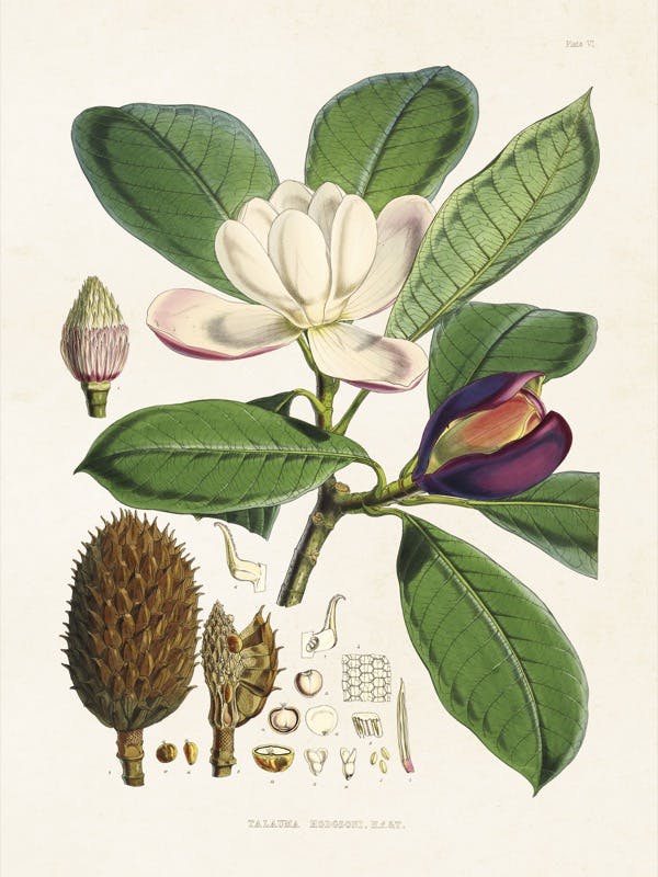 Magnolia Hodgsonii