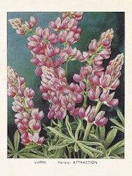 Rosa Lupiner