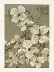 Vit Clematis