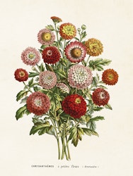 Chrysanthemer