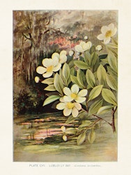 Gordonia
