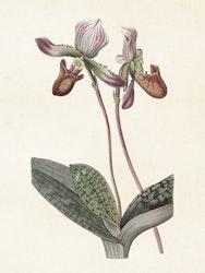 Guccusko Orkide