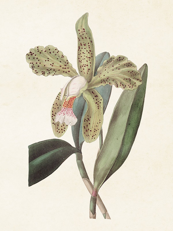 Grön Guccusko Orkide