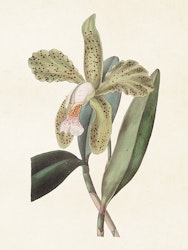 Grön Guccusko Orkide