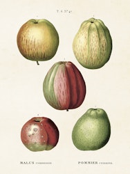 Malus Pommier