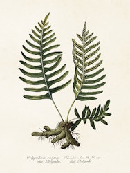 Polypodium