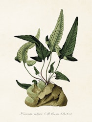 Hemionitis