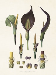 Kallor