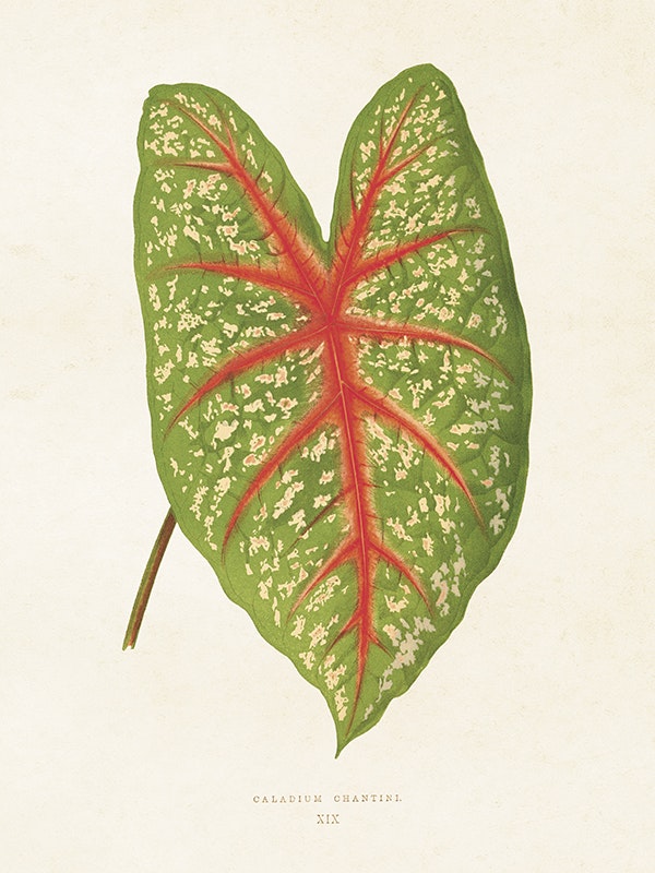 Caladium