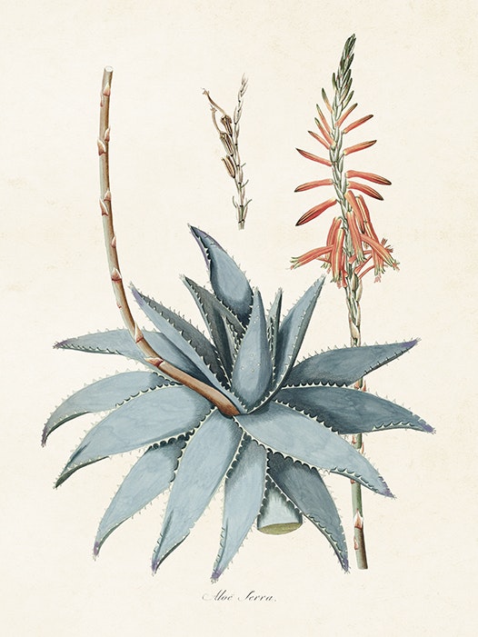 Aloe