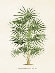 Thrinax