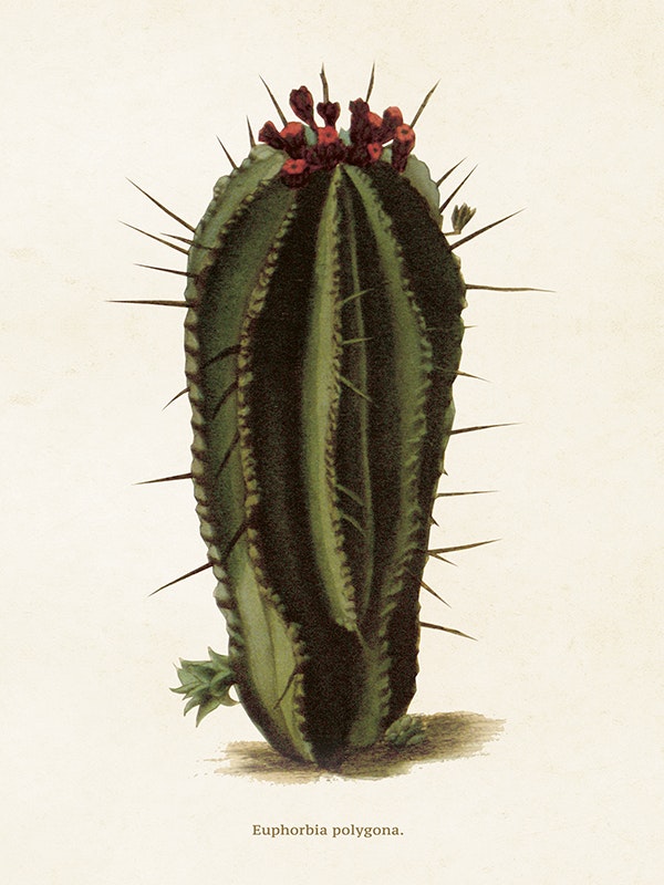 Euphorbia Polygona
