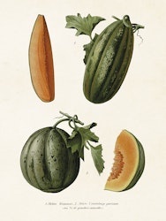 Melon