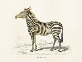 Zebra