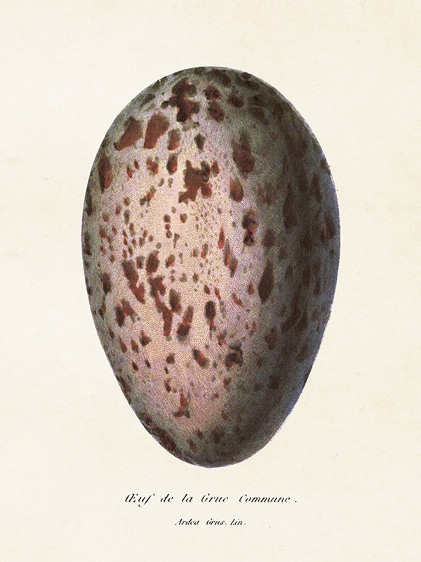 Ett ägg
