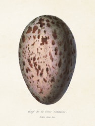 Ett ägg