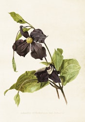 Svart Clematis