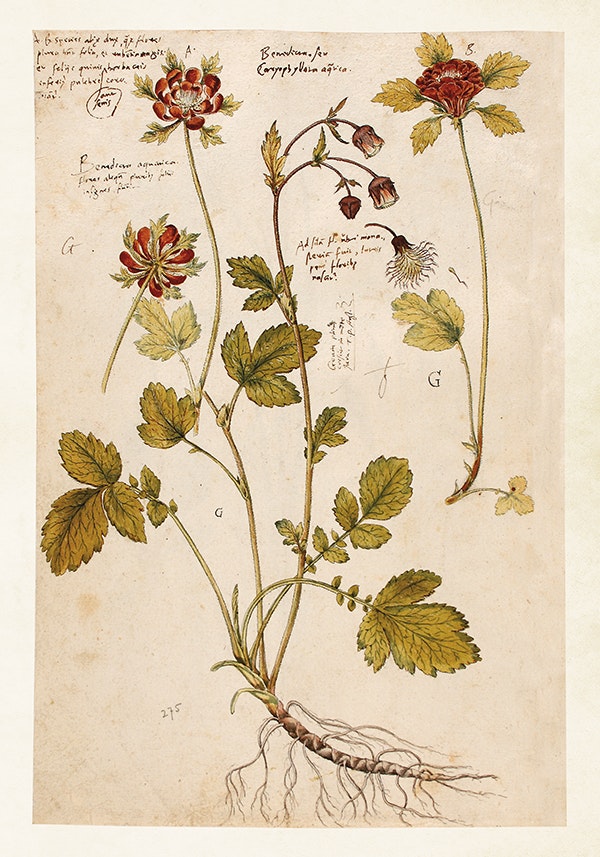Herbarium 2. 35x50 cm