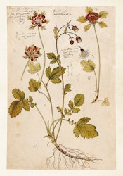 Herbarium 2. 35x50 cm
