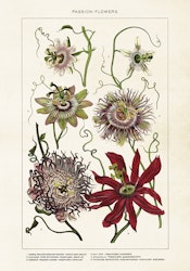 Passiflora 35x50 cm