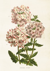 Verbena