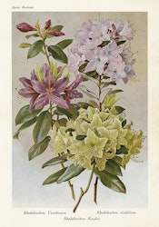 Rododendron bilder