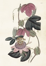Passionsblomma 35x50 cm
