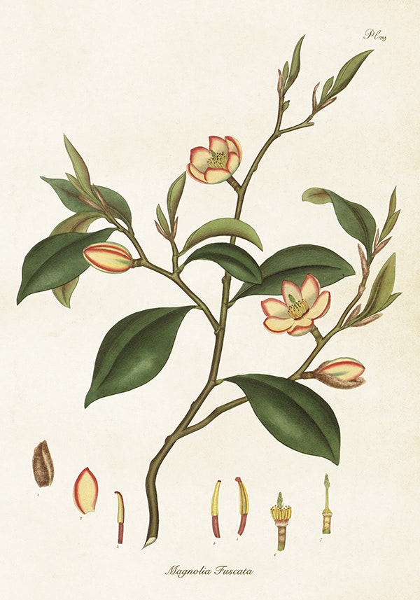 Magnolia Fuscata 35x50 cm