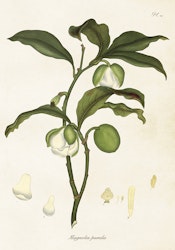 Magnolia Pumila 35x50 cm