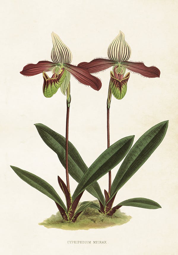 Guckusko Orkide 35x50 cm