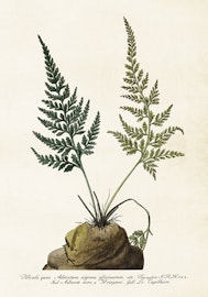 Adiantum Nigrum 35x50 cm