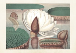 Vit Näckros 35x50 cm