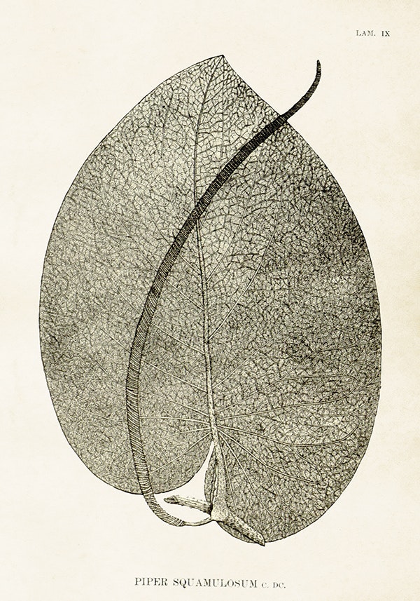 Piper Squamolusum 35x50 cm