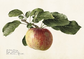 Äpple 35x50 cm