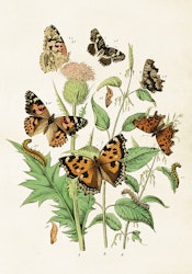 Fjärilar 35x50 cm