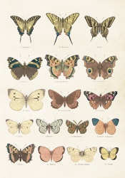Fjärilar plansch 35x50 cm