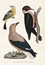 3 fåglar 35x50 cm