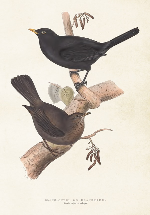 Blackbirds 35x50 cm