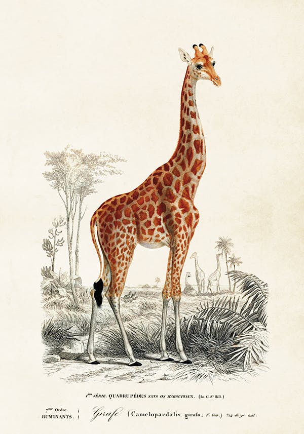 Giraff 35x50 cm