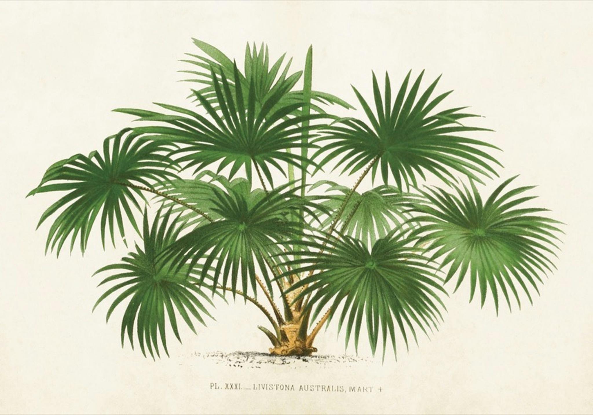 Livistona palm 35x50 cm