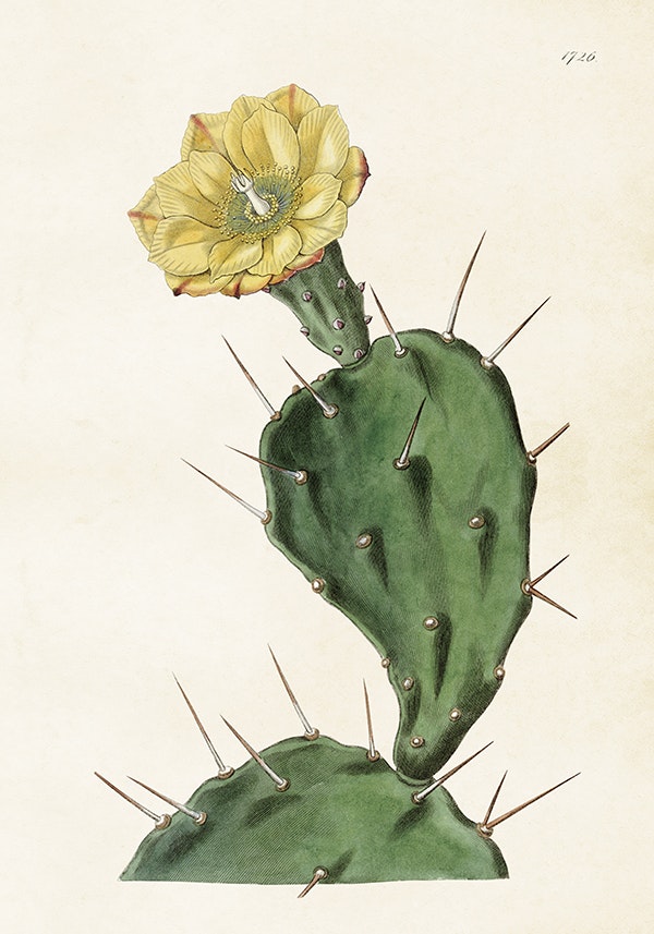 Opuntia Kaktus 35x50 cm