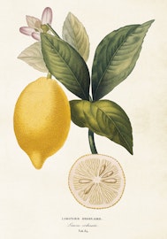 Citron 35x50 cm