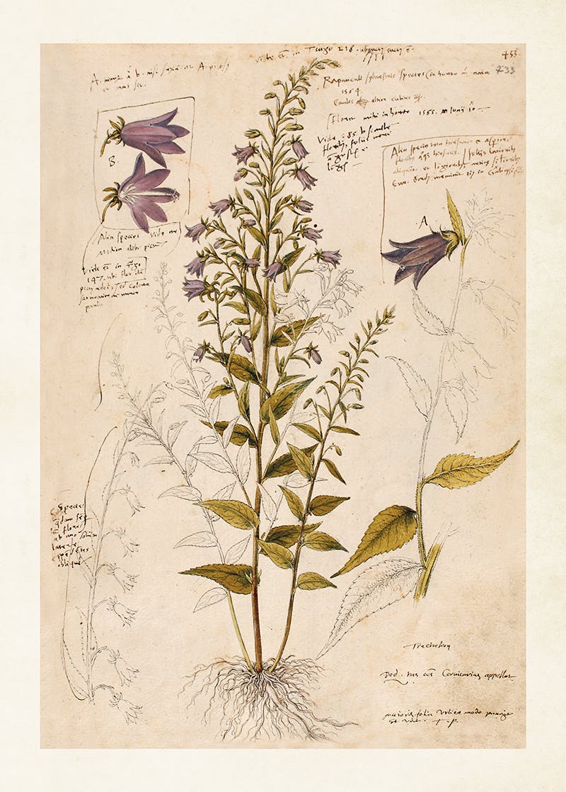 Herbarium 50x70 cm