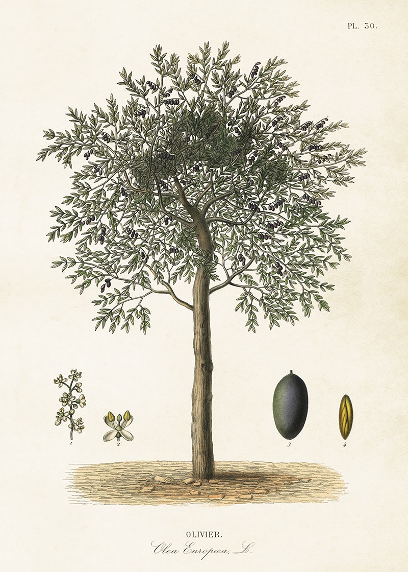 Olivträd 50x70 cm